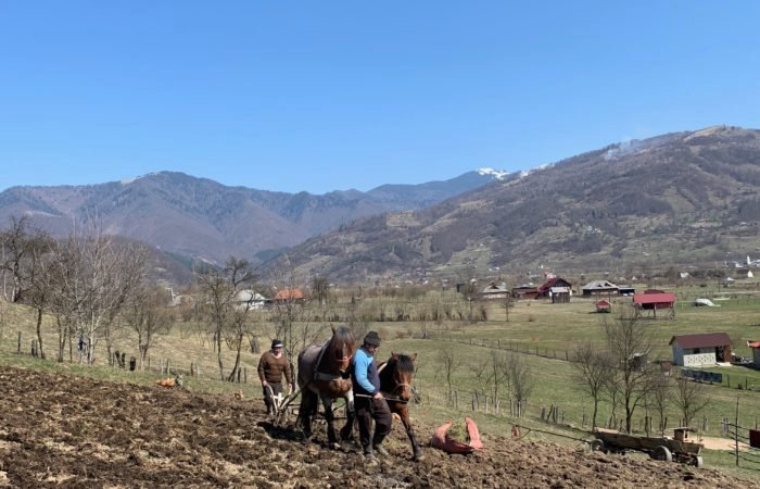 La arat, pe plai moroșenesc