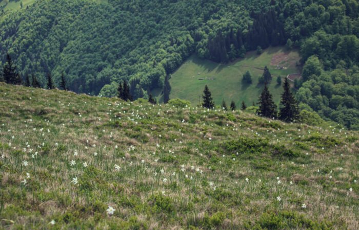 Mniorița (Miorița, varianta din Petrova Maramureșului)